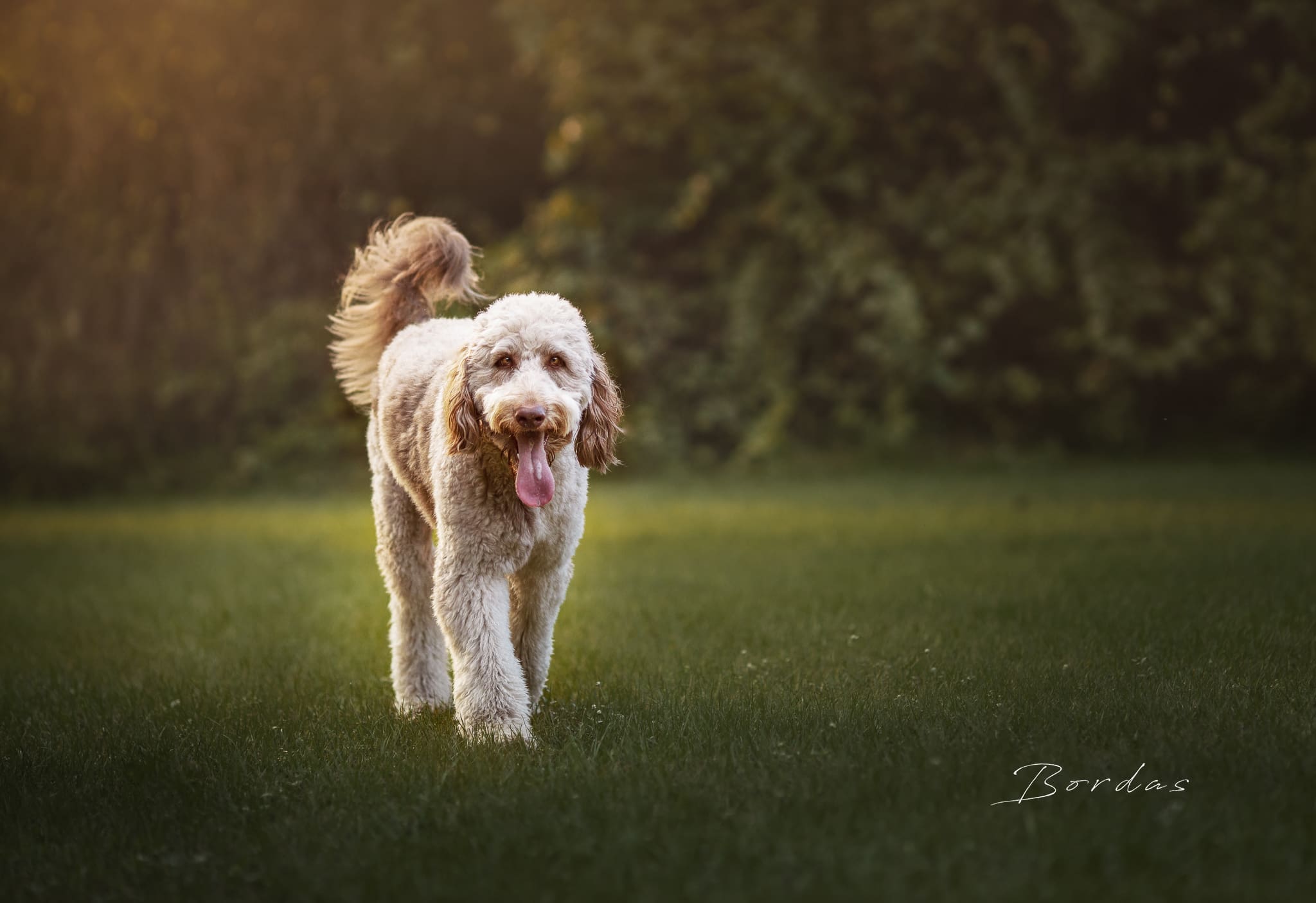 Chewie