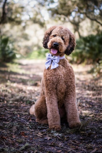 Hazel